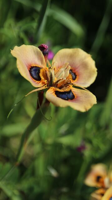 Moraea tulbaghensis