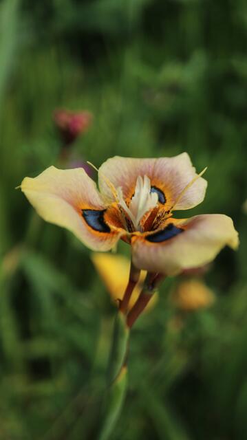 Moraea tulbaghensis