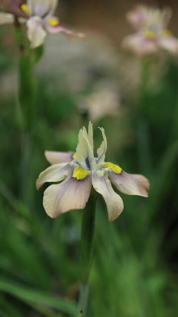 Moraea vegeta