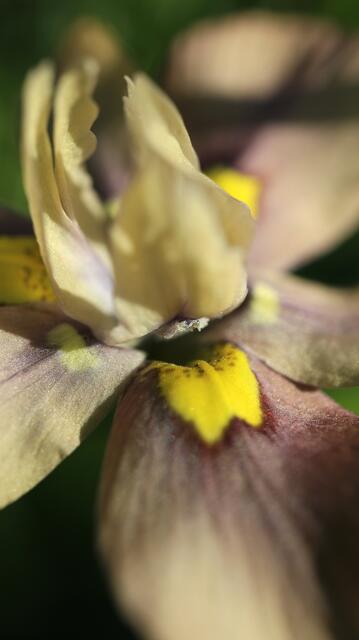 Moraea vegeta