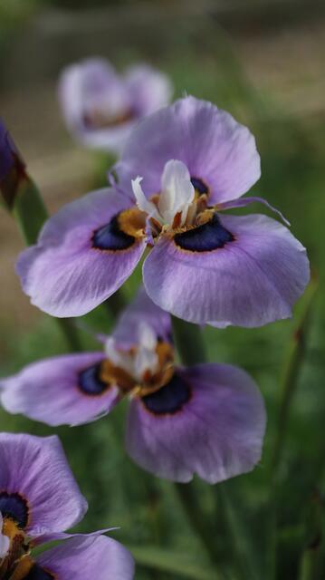 Moraea villosa