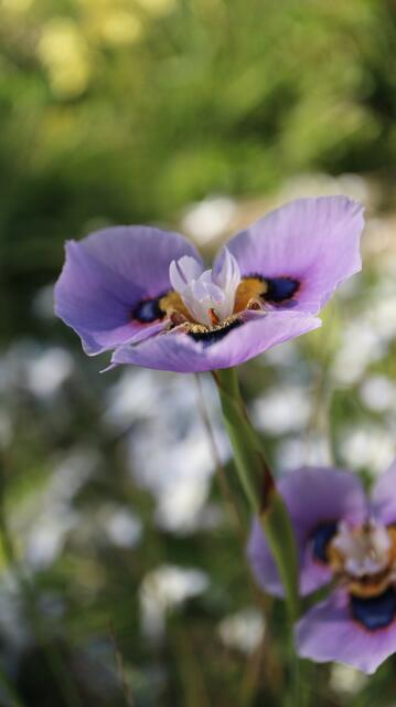 Moraea villosa