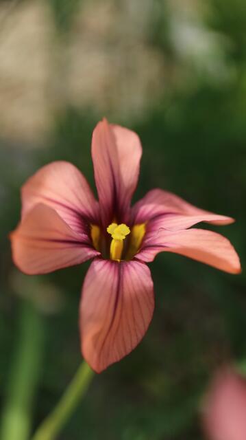 Moraea x (spontaneous garden cross)