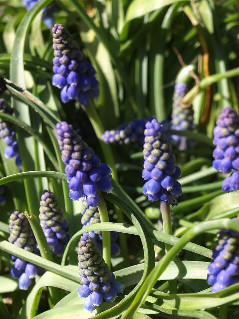 Muscari armeniacum