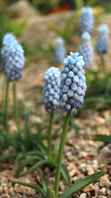 Muscari aucheri 'Ocean Magic'