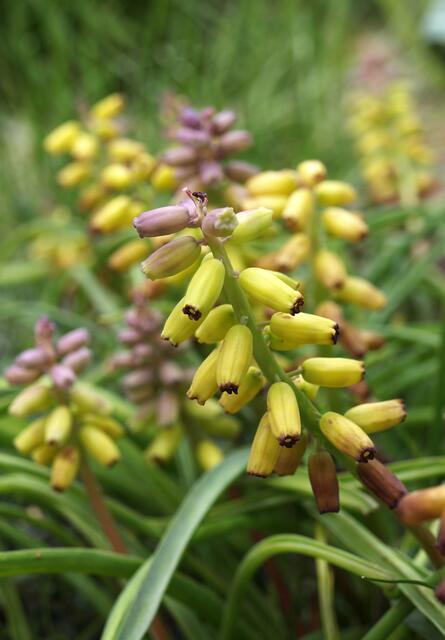 Muscari macrocarpum 'Golden Fragrance'