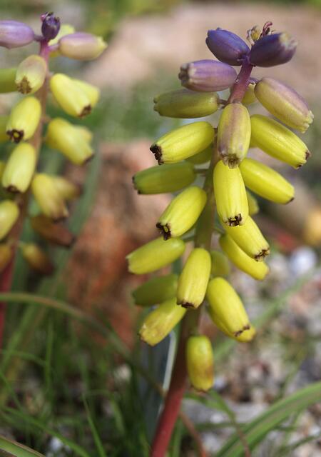 Muscari macrocarpum 'Golden Fragrance'