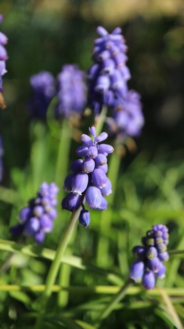 Muscari neglectum