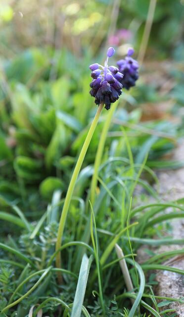 Muscari neglectum / ex Mallorca
