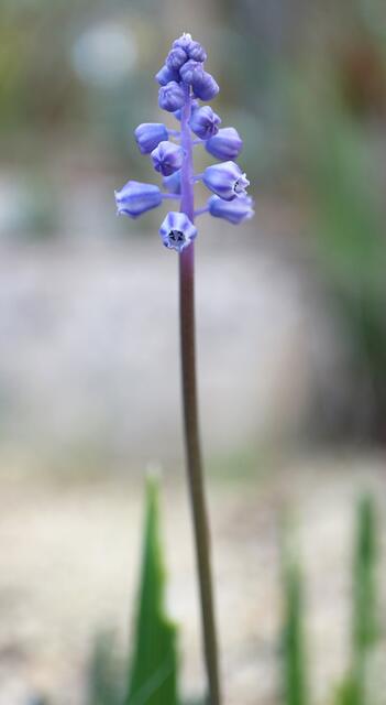 Muscari parviflorum