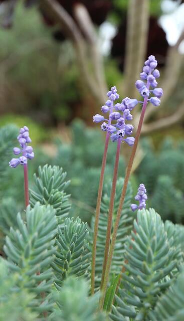 Muscari parviflorum / ex Mallorca