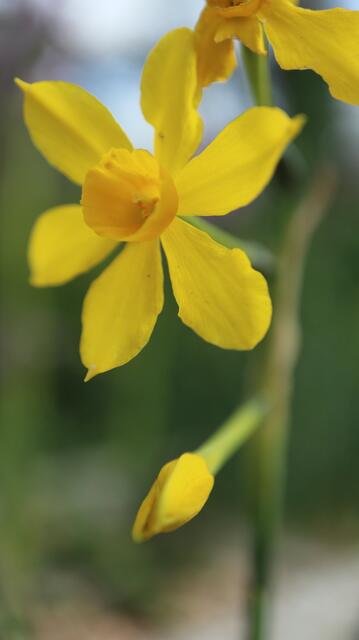 Narcissus assoanus