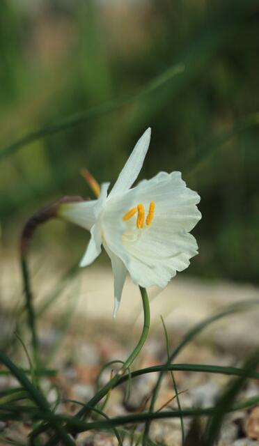 Narcissus cantabricus