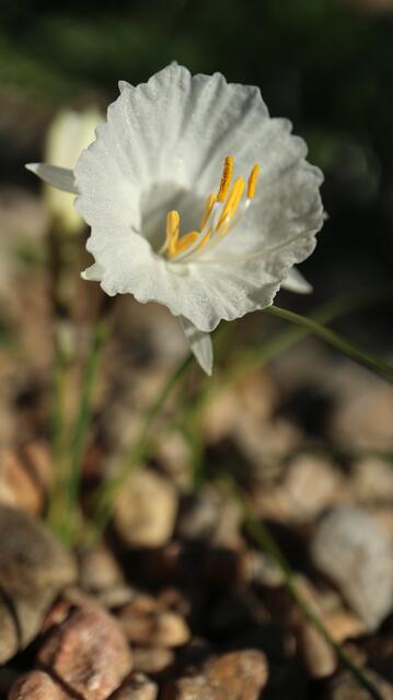 Narcissus cantabricus / ex Morocco