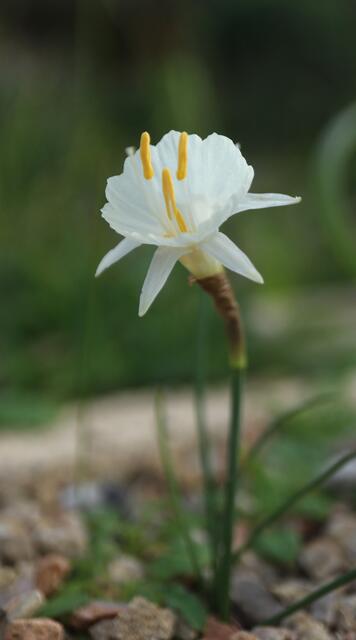 Narcissus cantabricus / ex Morocco