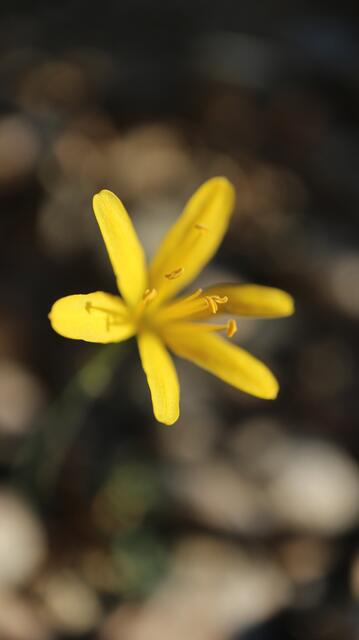 Narcissus cavanillesii