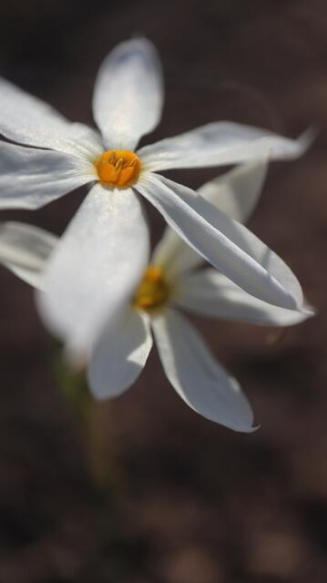 Narcissus deficiens