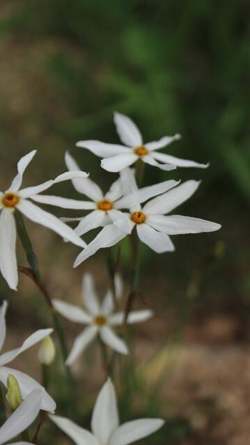 Narcissus deficiens / ex Mallorca