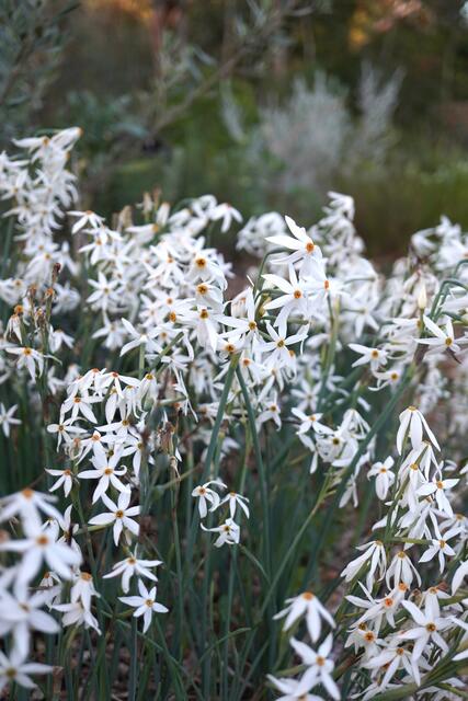 Narcissus elegans