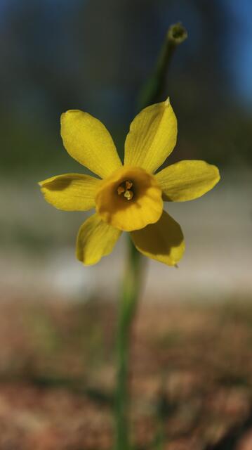 Narcissus fernandesii
