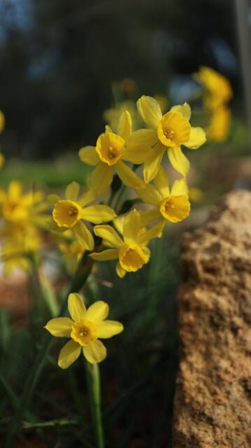 Narcissus fernandesii / ex Málaga