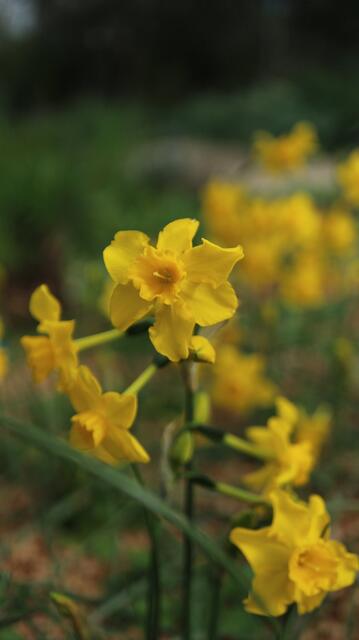 Narcissus jonquilla susbp. cerrolazae