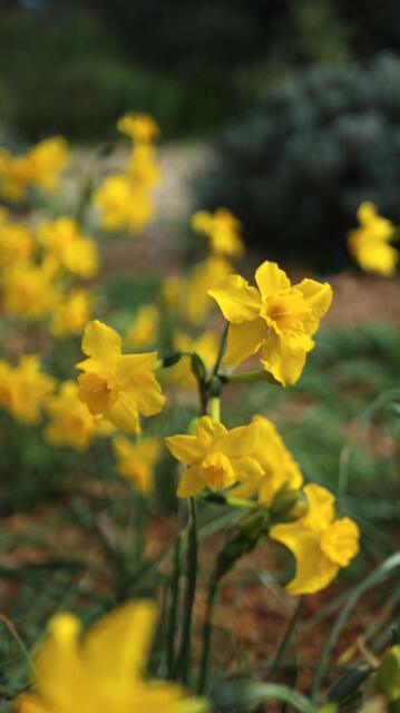 Narcissus jonquilla susbp. cerrolazae / ex Cádiz
