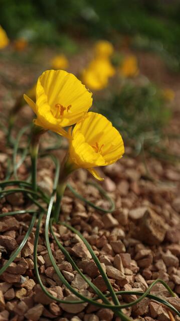 Narcissus obesus