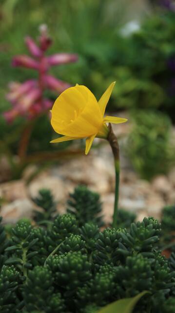 Narcissus obesus / ex Algarve