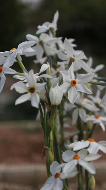 Narcissus obsoletus