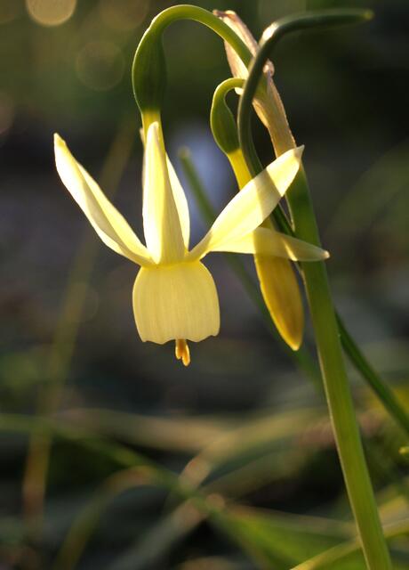 Narcissus pallidulus