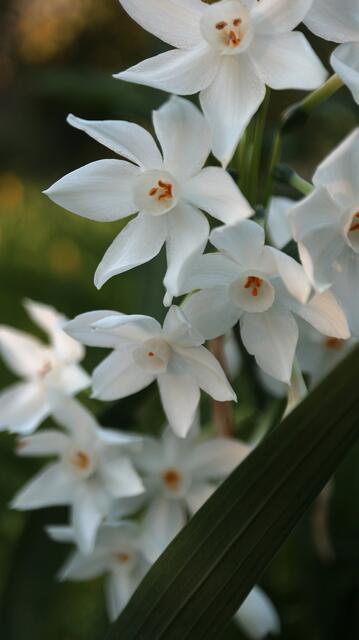 Narcissus papyraceus
