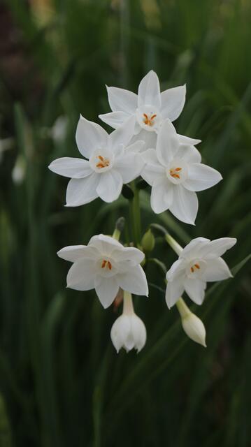 Narcissus papyraceus / ex Cádiz