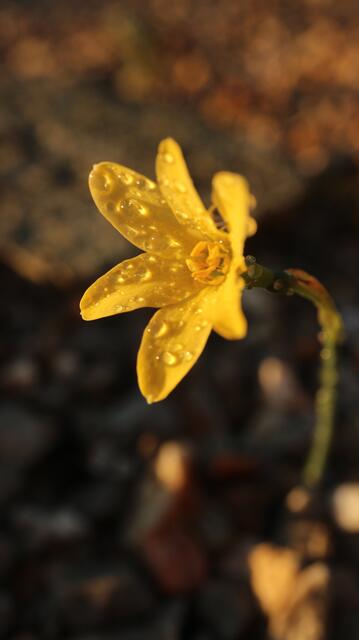 Narcissus perez-larae