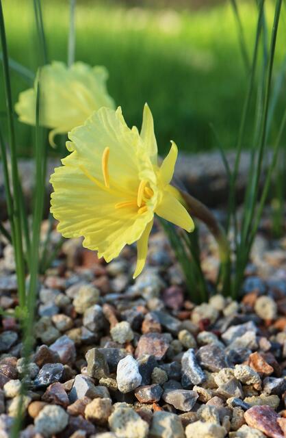 Narcissus romieuxii subsp. romieuxii var. mesoatlanticus
