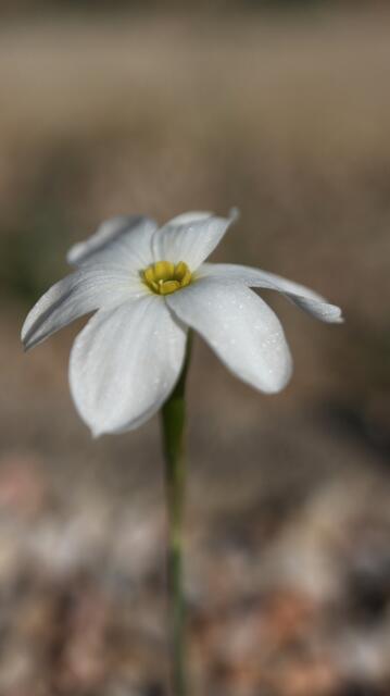 Narcissus serotinus