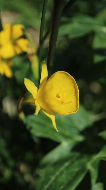 Narcissus tenuifolius