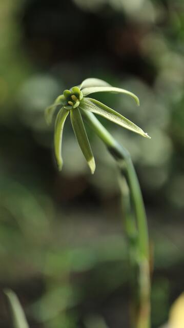 Narcissus viridiflorus