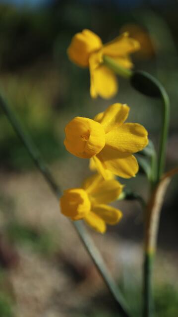 Narcissus wilkomii