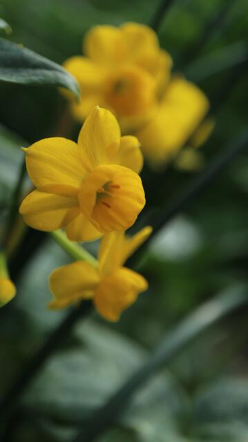 Narcissus wilkomii / ex Algarve