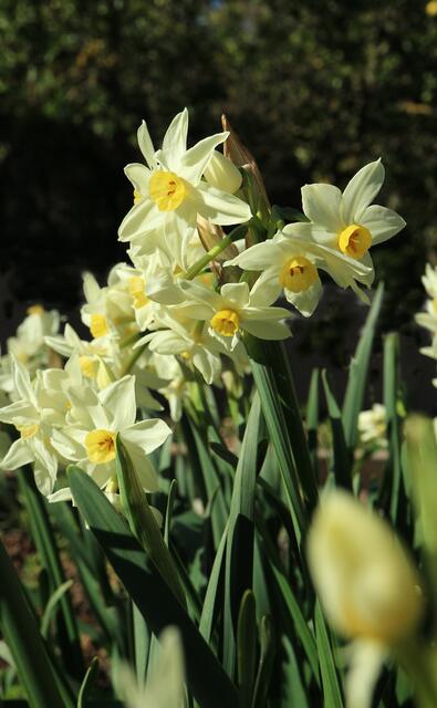 Narcissus x italicus