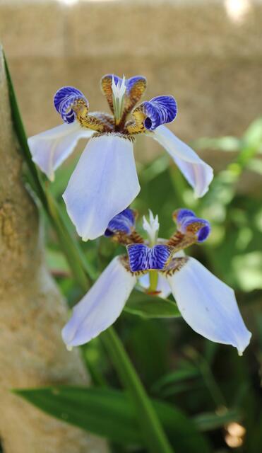 Neomarica fluminensis