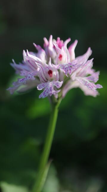 Neotinea tridentata