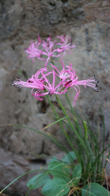 Nerine filifolia