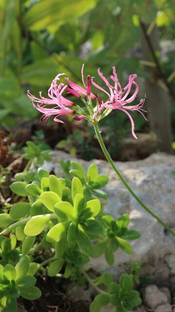 Nerine filifolia