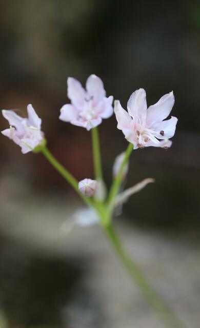 Nerine gracilis