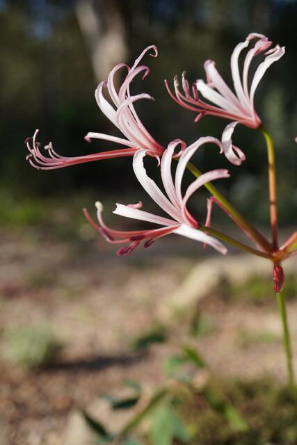 Nerine humilis