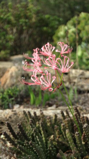 Nerine humilis