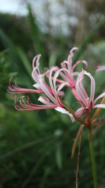 Nerine humilis