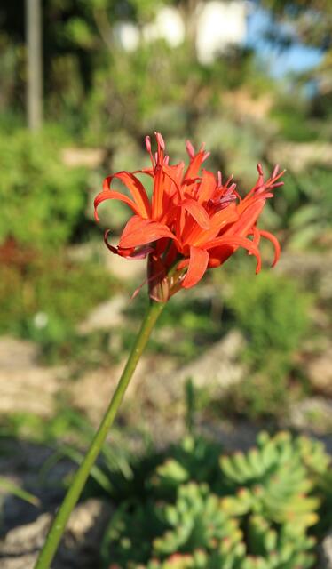 Nerine sarniensis 'Orange'